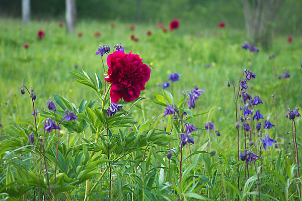 Pfingstrose (Paeonia broteroi)