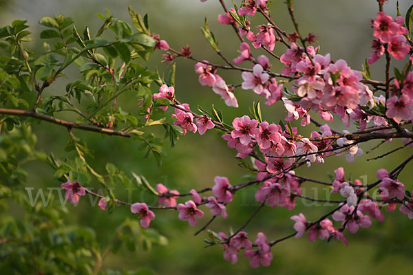 Pfirsich (Prunus persica)