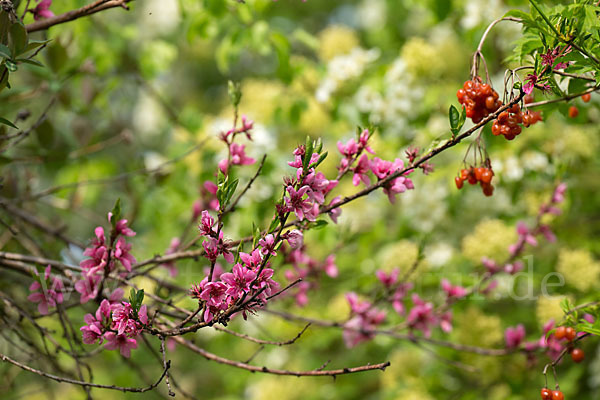 Pfirsich (Prunus persica)