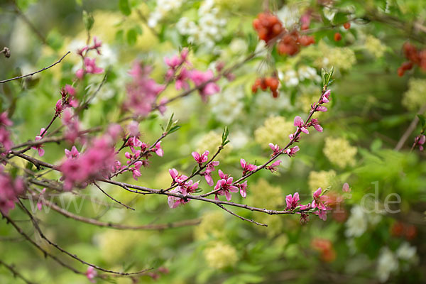 Pfirsich (Prunus persica)