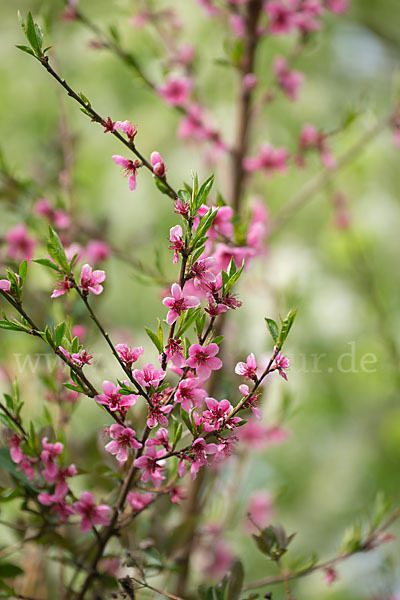 Pfirsich (Prunus persica)