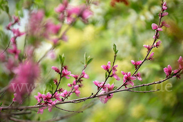 Pfirsich (Prunus persica)