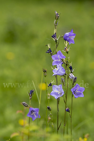 Pfirsichblättrige Glockenblume (Campanula persicifolia)