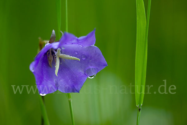 Pfirsichblättrige Glockenblume (Campanula persicifolia)