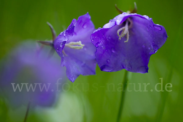 Pfirsichblättrige Glockenblume (Campanula persicifolia)