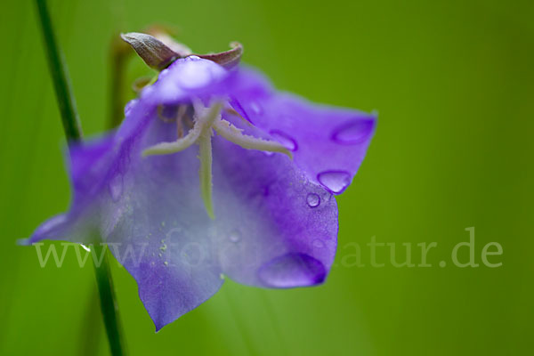 Pfirsichblättrige Glockenblume (Campanula persicifolia)