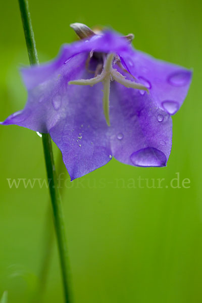 Pfirsichblättrige Glockenblume (Campanula persicifolia)