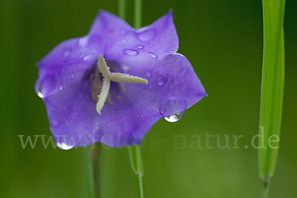 Pfirsichblättrige Glockenblume (Campanula persicifolia)