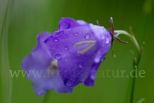 Pfirsichblättrige Glockenblume (Campanula persicifolia)