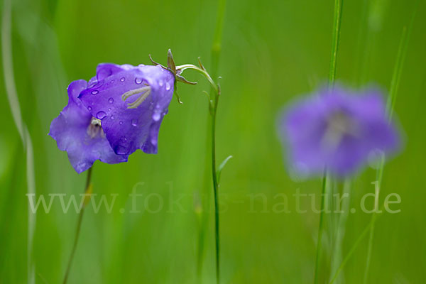 Pfirsichblättrige Glockenblume (Campanula persicifolia)