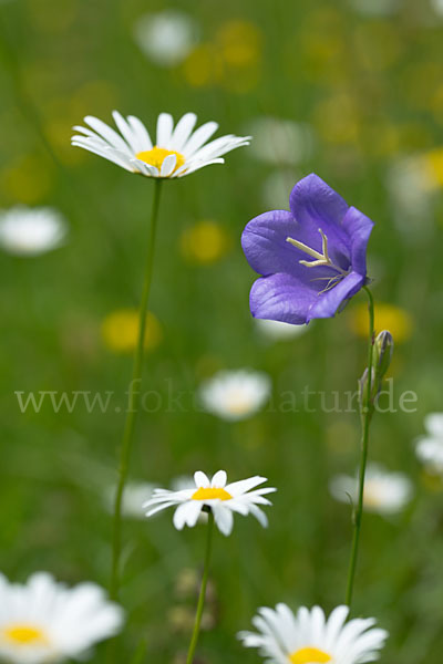 Pfirsichblättrige Glockenblume (Campanula persicifolia)