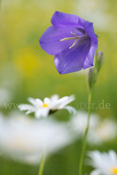 Pfirsichblättrige Glockenblume (Campanula persicifolia)