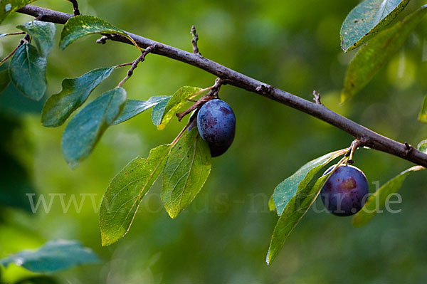 Pflaume (Prunus domestica)