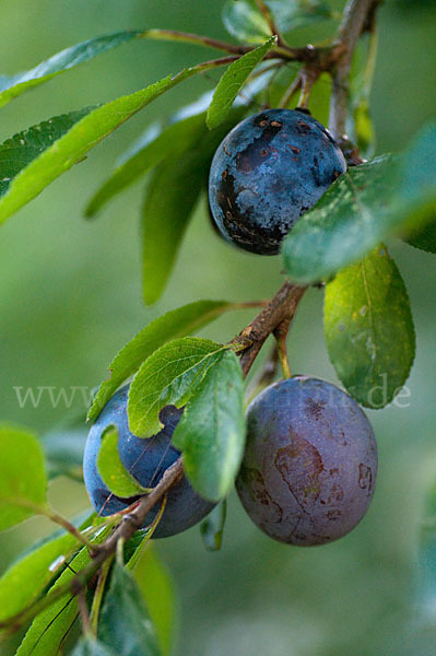 Pflaume (Prunus domestica)