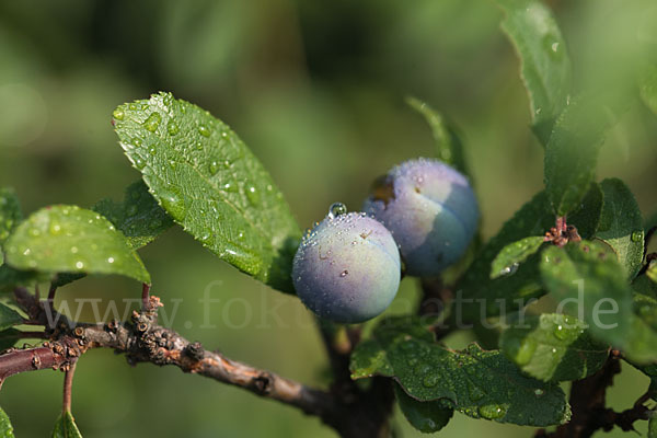 Pflaume (Prunus domestica)