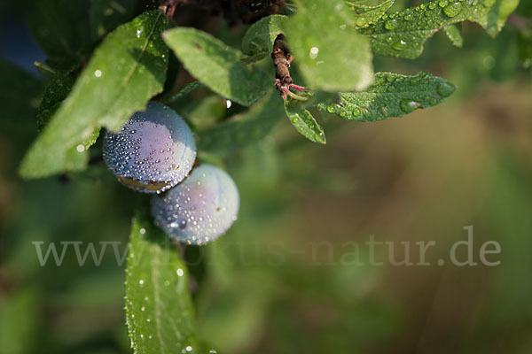 Pflaume (Prunus domestica)