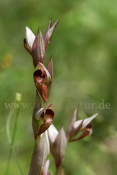 Pflugschar-Zungenstendel (Serapias vomeracea)