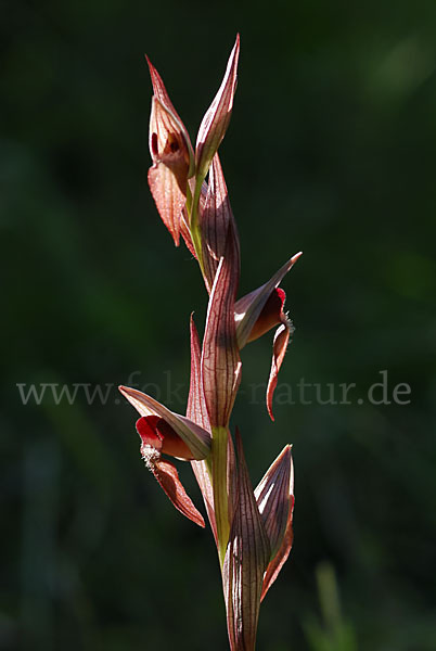 Pflugschar-Zungenstendel (Serapias vomeracea)