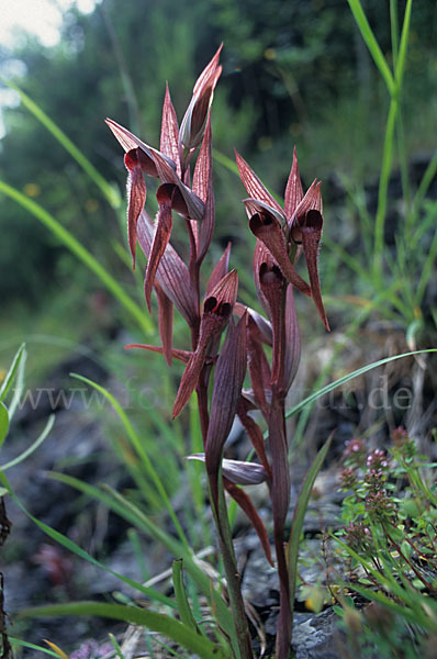 Pflugschar-Zungenstendel (Serapias vomeracea)