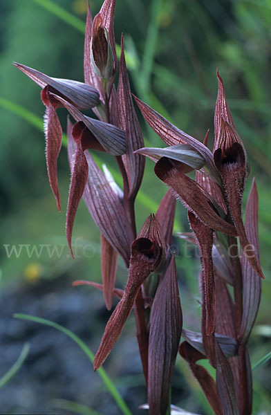 Pflugschar-Zungenstendel (Serapias vomeracea)