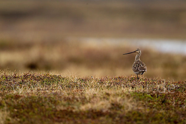 Pfuhlschnepfe (Limosa lapponica)