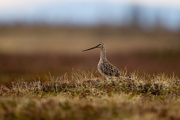 Pfuhlschnepfe (Limosa lapponica)