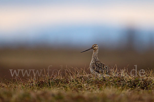 Pfuhlschnepfe (Limosa lapponica)