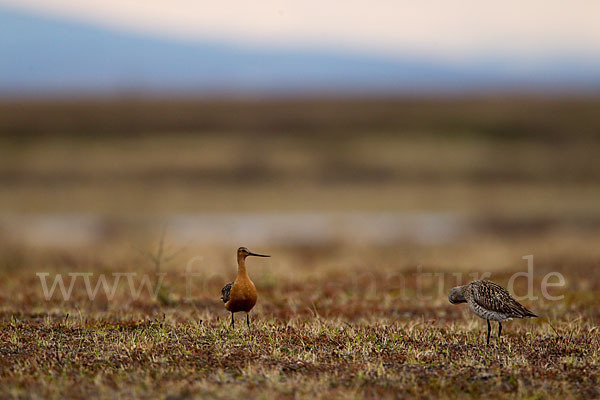 Pfuhlschnepfe (Limosa lapponica)