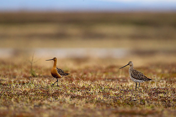 Pfuhlschnepfe (Limosa lapponica)