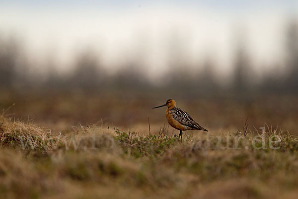 Pfuhlschnepfe (Limosa lapponica)