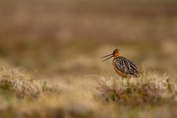 Pfuhlschnepfe (Limosa lapponica)