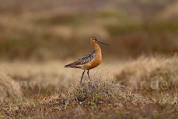 Pfuhlschnepfe (Limosa lapponica)