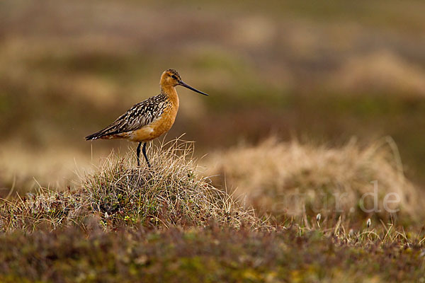 Pfuhlschnepfe (Limosa lapponica)