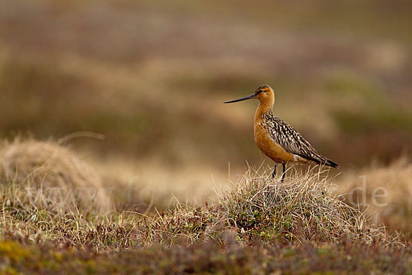 Pfuhlschnepfe (Limosa lapponica)