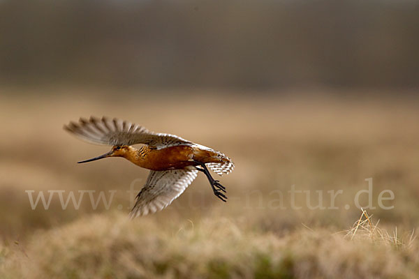 Pfuhlschnepfe (Limosa lapponica)