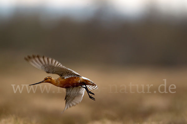 Pfuhlschnepfe (Limosa lapponica)