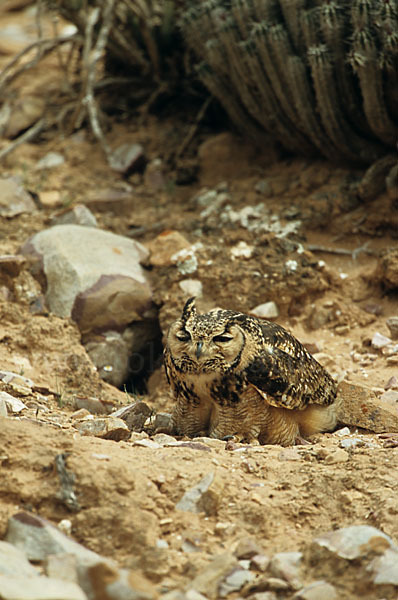 Pharaonenuhu (Bubo bubo ascalaphus)