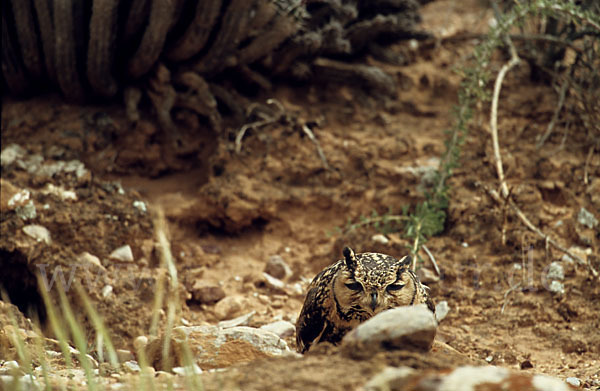 Pharaonenuhu (Bubo bubo ascalaphus)