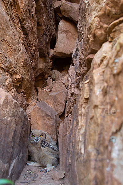 Pharaonenuhu (Bubo bubo ascalaphus)