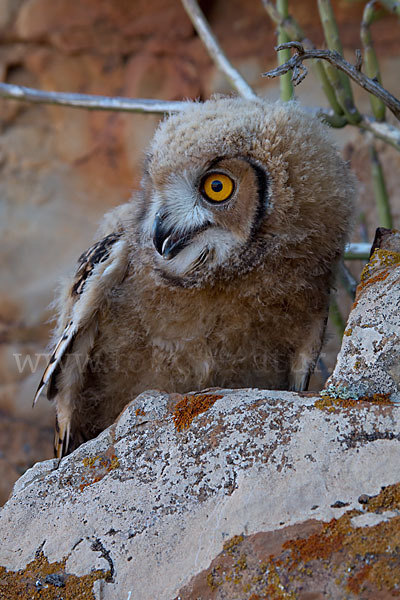 Pharaonenuhu (Bubo bubo ascalaphus)