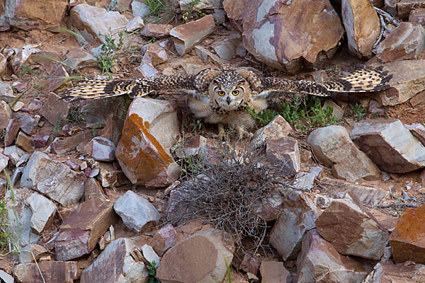 Pharaonenuhu (Bubo bubo ascalaphus)