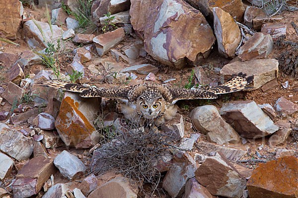 Pharaonenuhu (Bubo bubo ascalaphus)