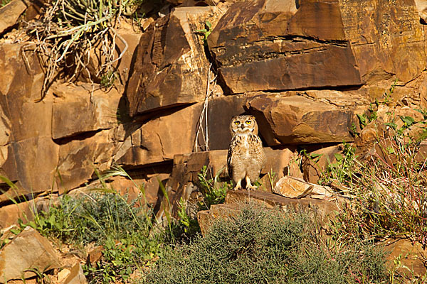 Pharaonenuhu (Bubo bubo ascalaphus)