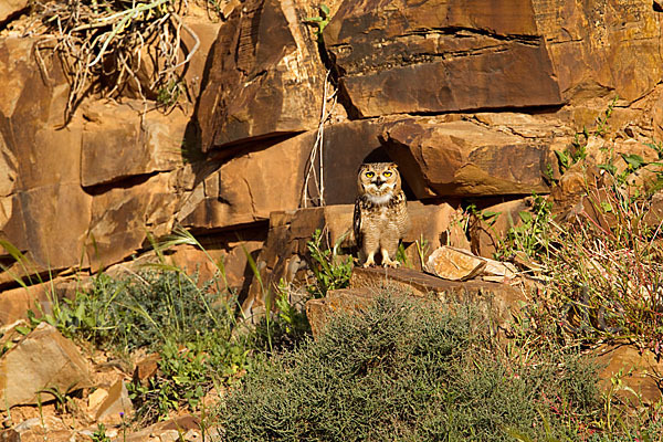 Pharaonenuhu (Bubo bubo ascalaphus)