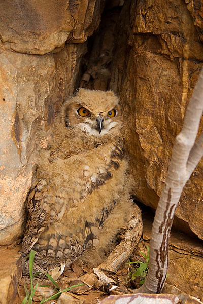 Pharaonenuhu (Bubo bubo ascalaphus)