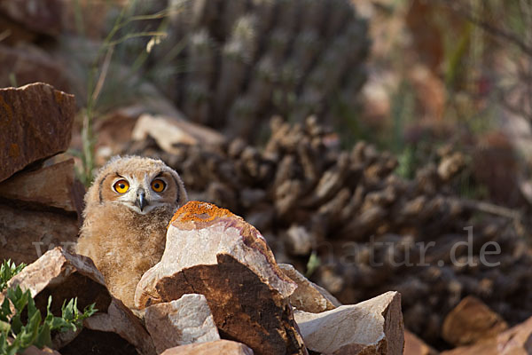 Pharaonenuhu (Bubo bubo ascalaphus)