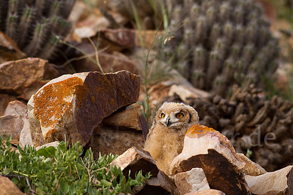 Pharaonenuhu (Bubo bubo ascalaphus)