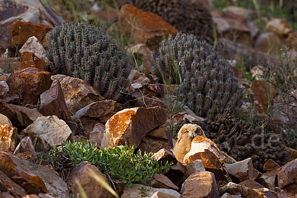 Pharaonenuhu (Bubo bubo ascalaphus)