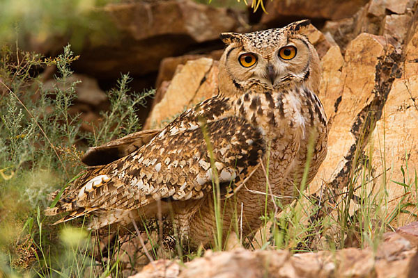 Pharaonenuhu (Bubo bubo ascalaphus)