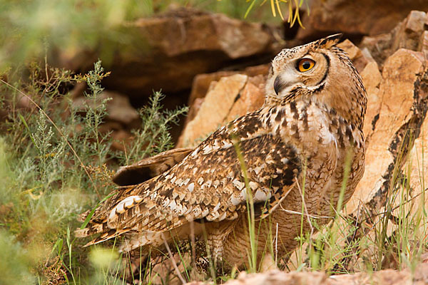 Pharaonenuhu (Bubo bubo ascalaphus)